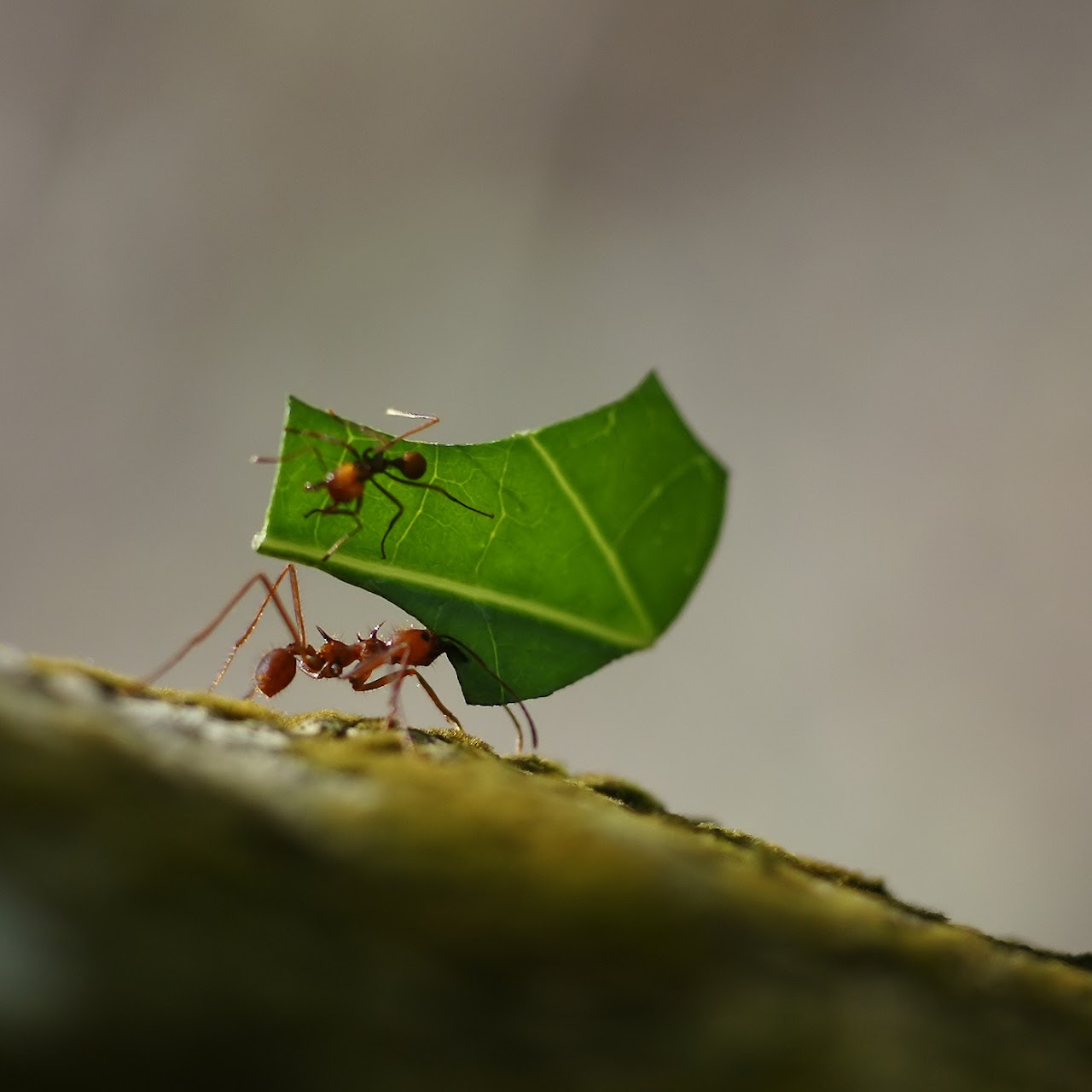 Diligence